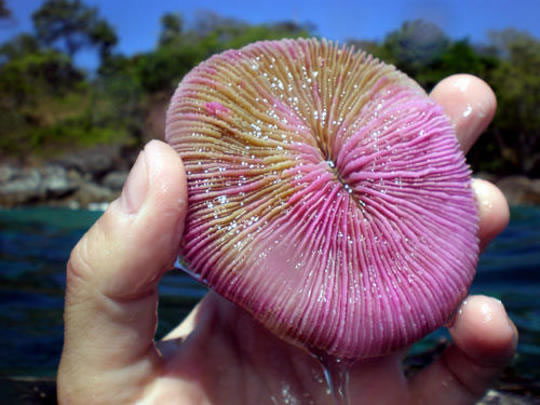 coral-come-medusas2