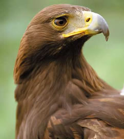 aguila-pico-orienta