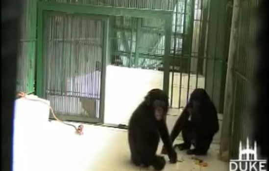 bonobos-comparten-comida