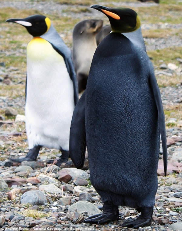 pinguino-negro-raro1