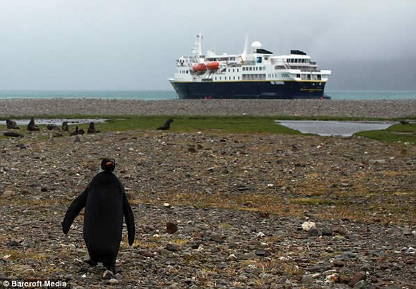 pinguino-negro-raro2