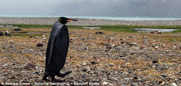 pinguino-negro-raro3
