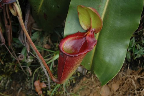 planta-carnivora-Borneo