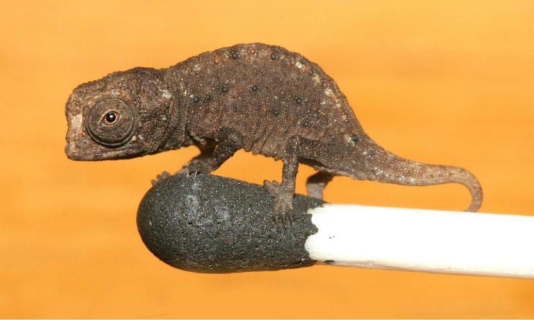 Brookesia micra. Photo by Frank Glaw in Wikimedia