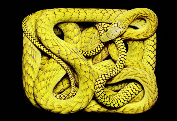 serpientes-cuadros-guido10