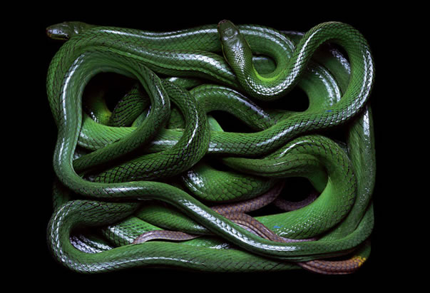 serpientes-cuadros-guido11