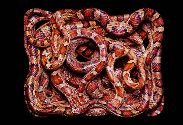 serpientes-cuadros-guido12