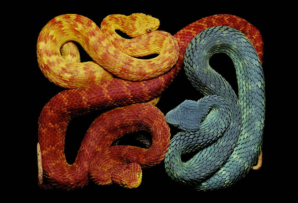 serpientes-cuadros-guido2