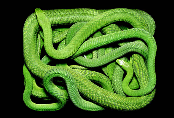 serpientes-cuadros-guido3
