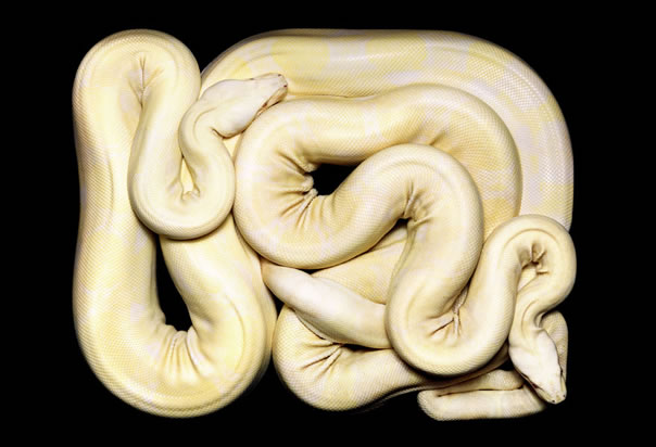 serpientes-cuadros-guido4