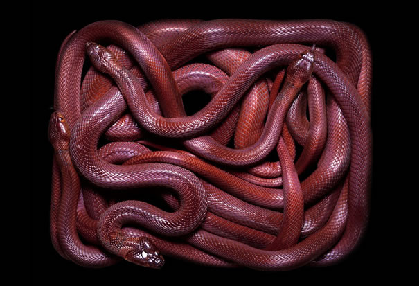 serpientes-cuadros-guido6