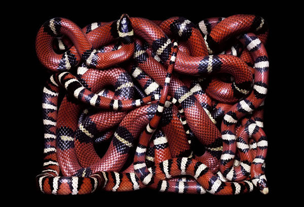 serpientes-cuadros-guido8