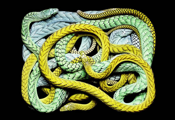 serpientes-cuadros-guido9