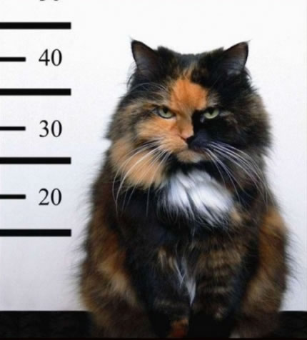 gato-prisionero
