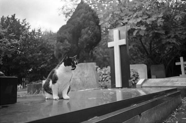 gato-visita-tumba-dueno-fallecido