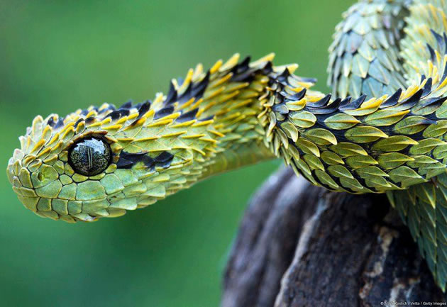 serpiente peluda de los arbustos