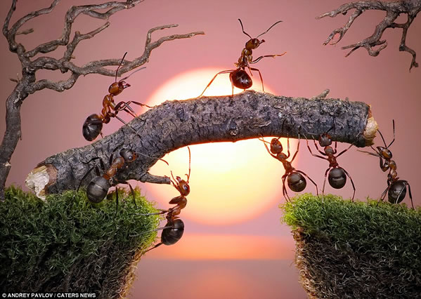 hormigas-atardecer-sunset-ants-sentimientos