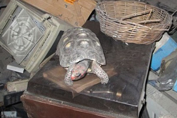 tortuga-reaparece-30-anos-perdida
