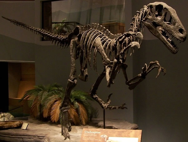 museo-roban-dinosaurio-Utahraptor