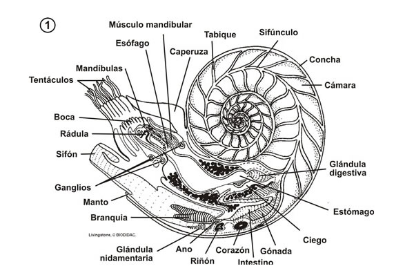 nautilus-pompilius6