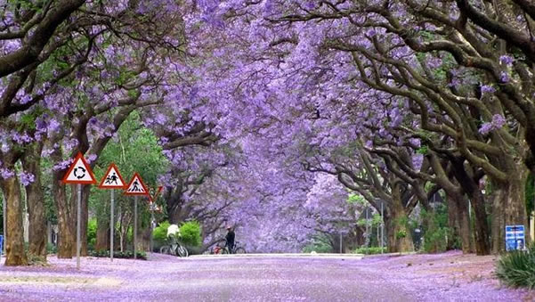 tunel-jacarandas-sudafrica