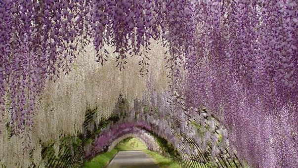 tunel-wisteria-japon