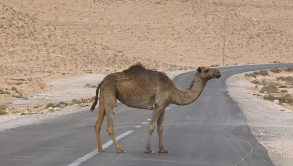 camello-regalo-mali-presidente-frances