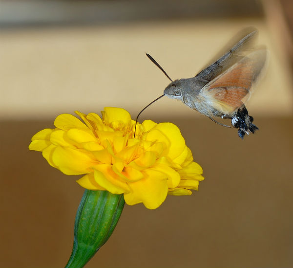 mariposa_colibri