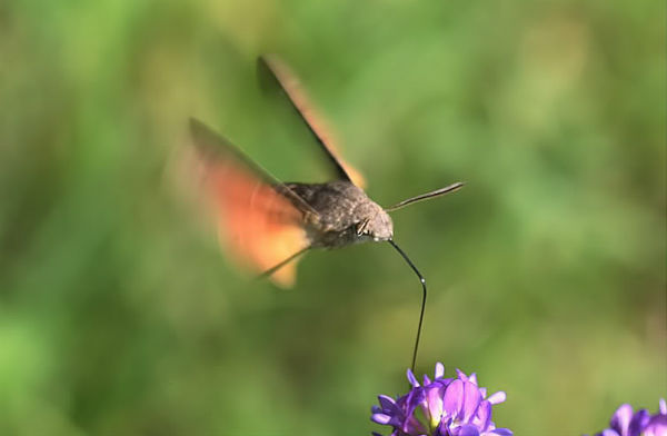 mariposa_colibri4