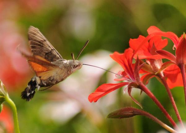 mariposa_colibri5