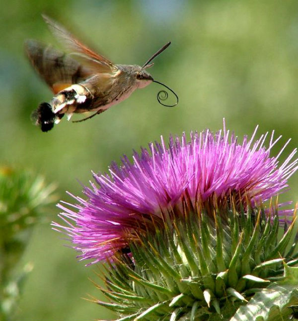 mariposa_colibri6