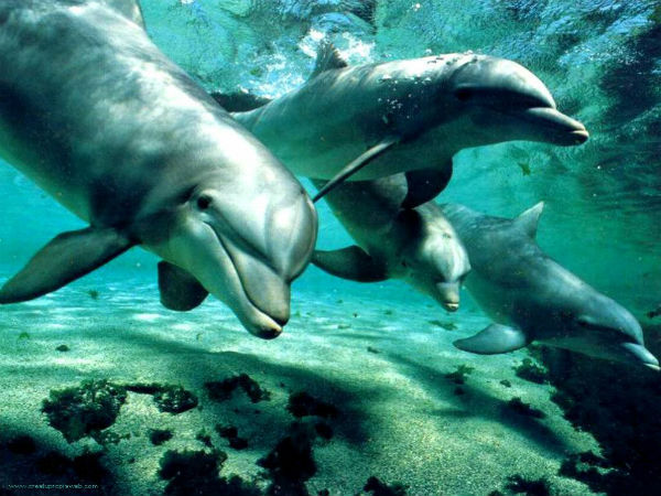delfines_larga_memoria