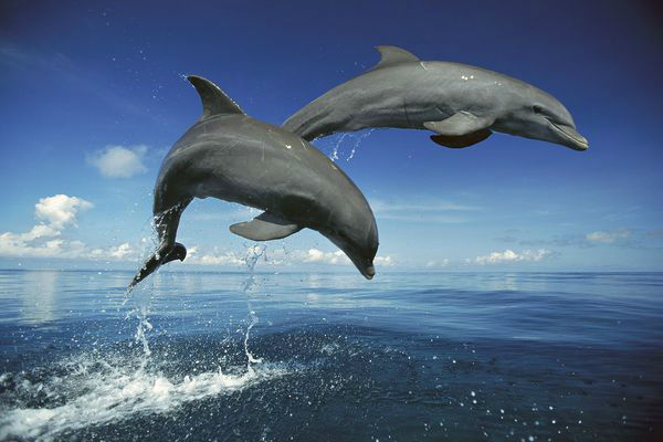 delfines_larga_memoria2