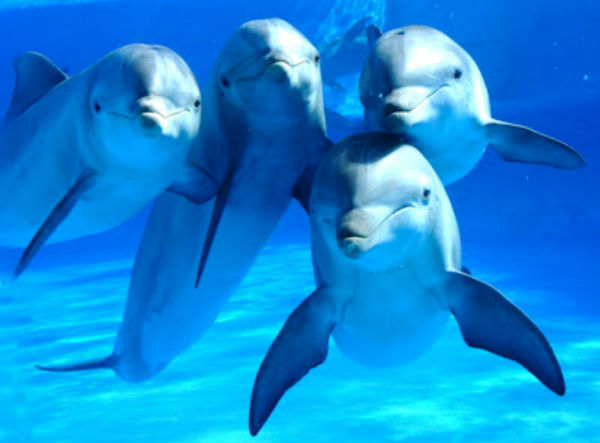 delfines_larga_memoria3