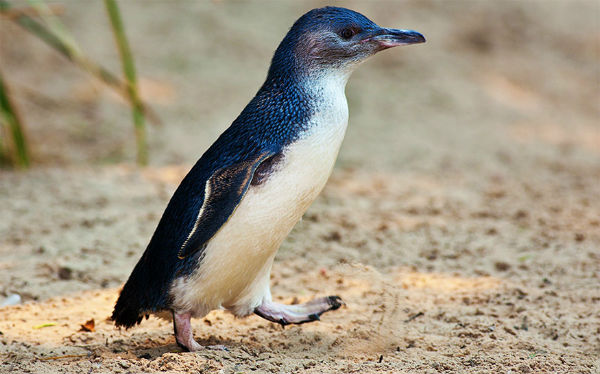 pinguino-hada