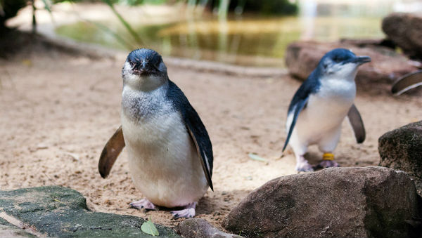 pinguino-hada2