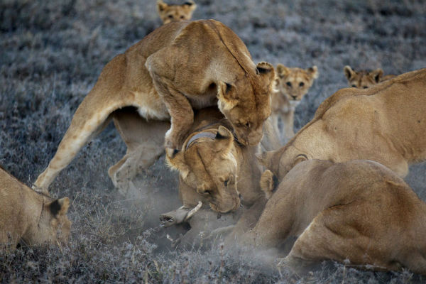 vida_leon_serengeti2