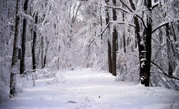 bosque-siberia-joven-16-anos