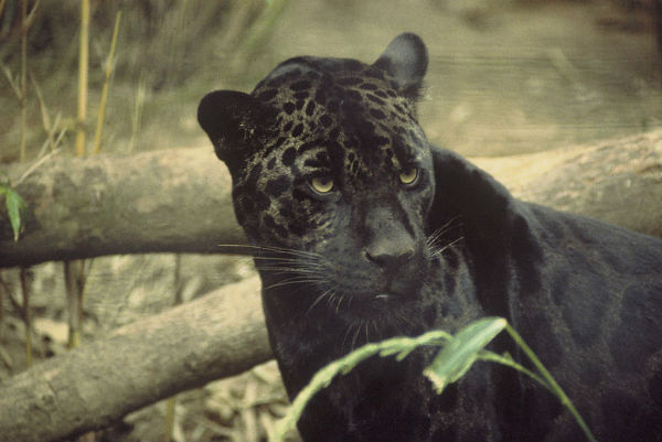 pantera-jaguar