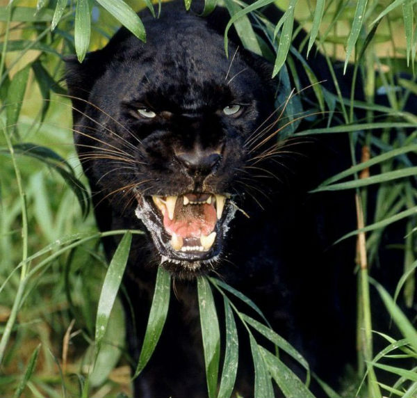 pantera-jaguar2