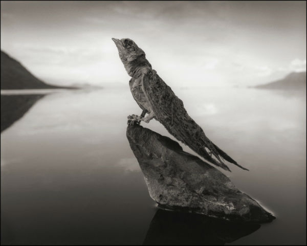 lago-natron4