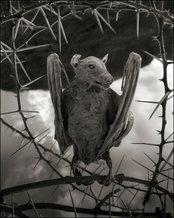 lago-natron5