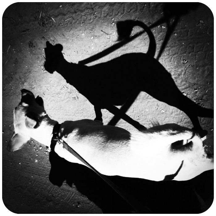 juego-sombras7
