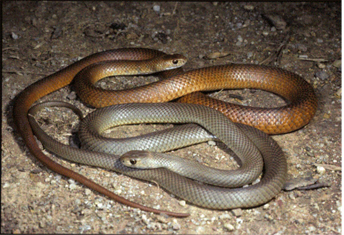 serpientes2