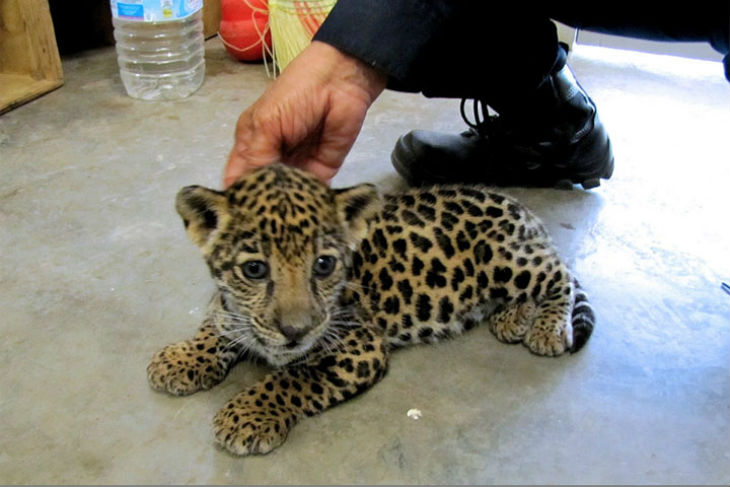 chachorro-jaguar