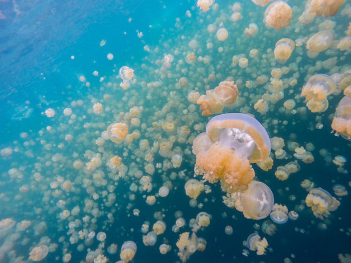 jellyfish