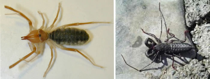 arana-escorpion-vinagrillo-gluba-dorsalis