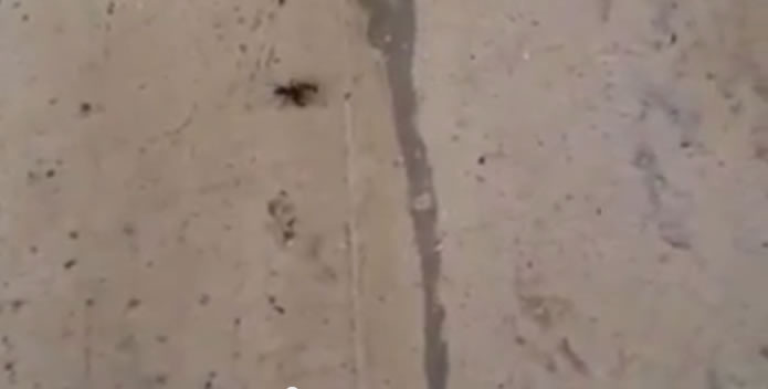 arana-escorpion