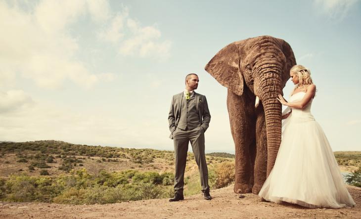 boda-elefante
