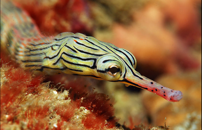 datos curiosos sobre los animales marinos